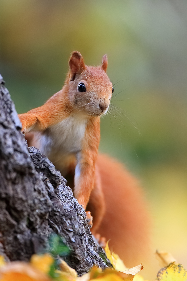 Eichhörnchen (Sciurus vulgaris) ...