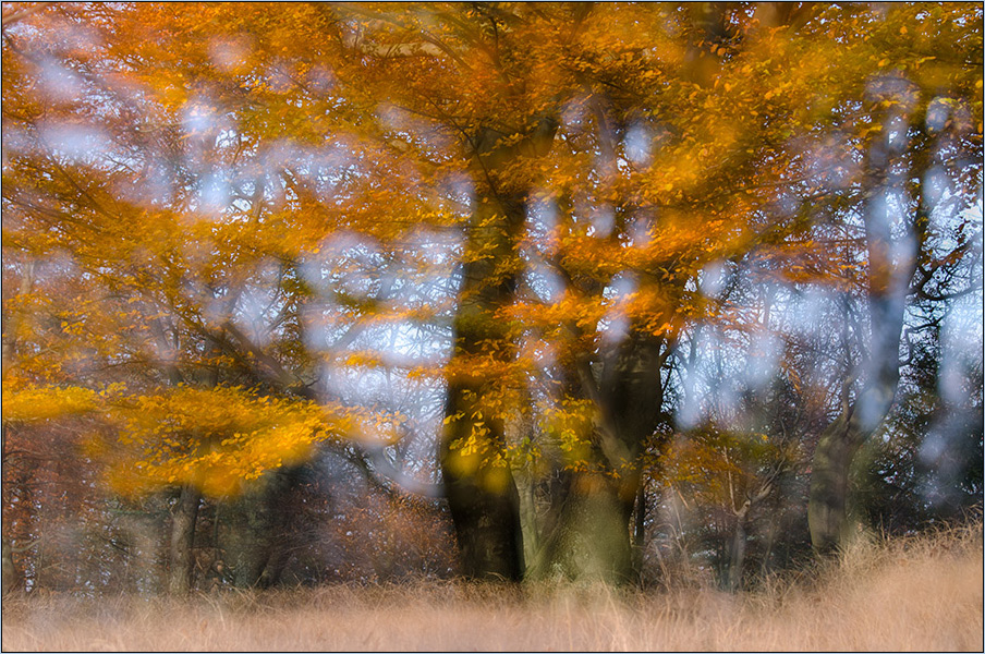 Herbstwald