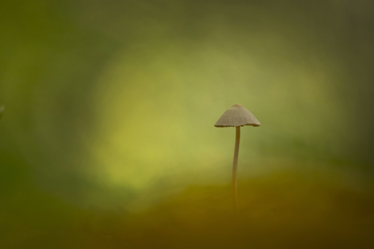 Kleiner Geselle am Waldboden