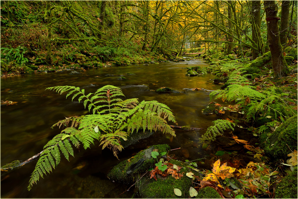 Herbstbach