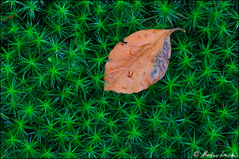 Spuren des Herbstes