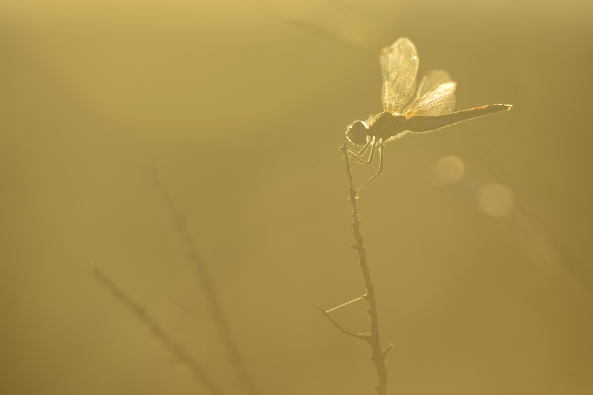 Libelle im Gegenlicht