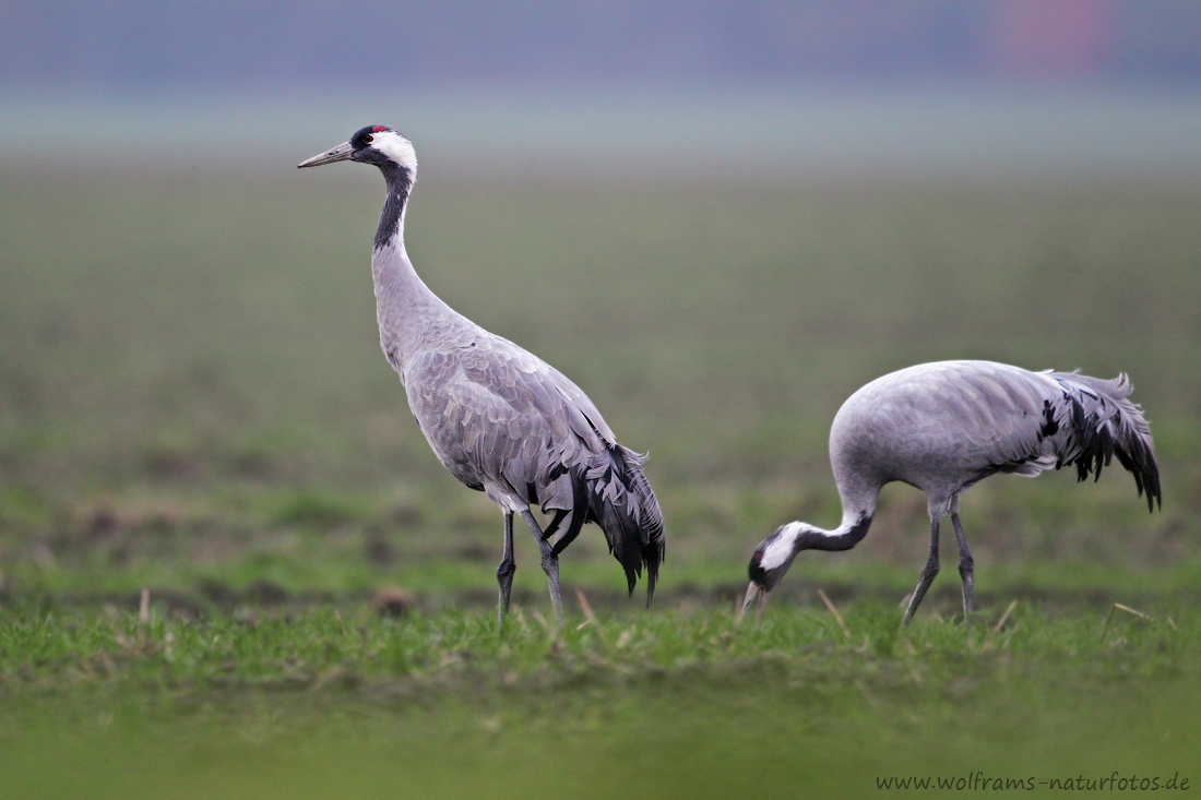 Kranich (Grus grus)