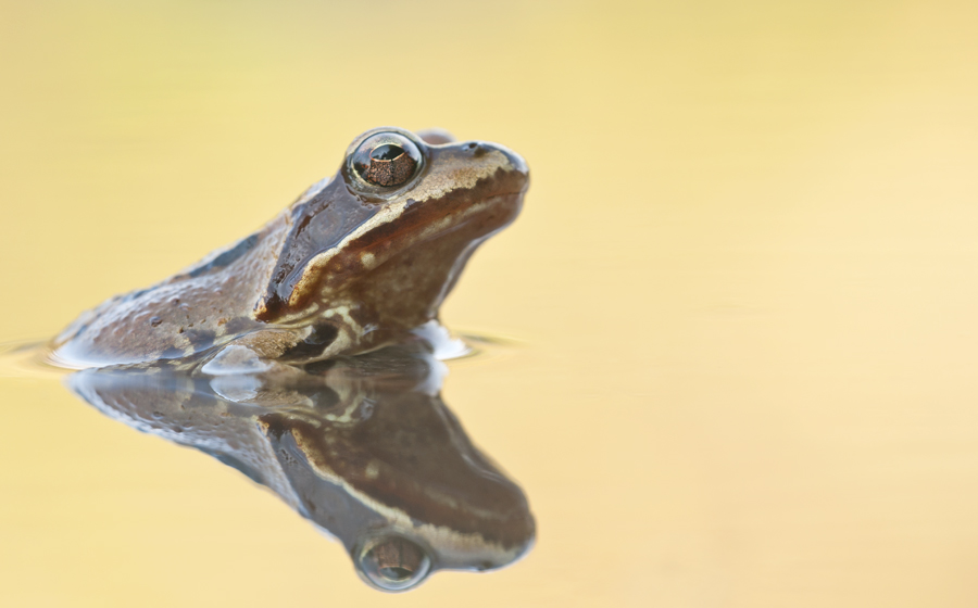 Rana Temporaria