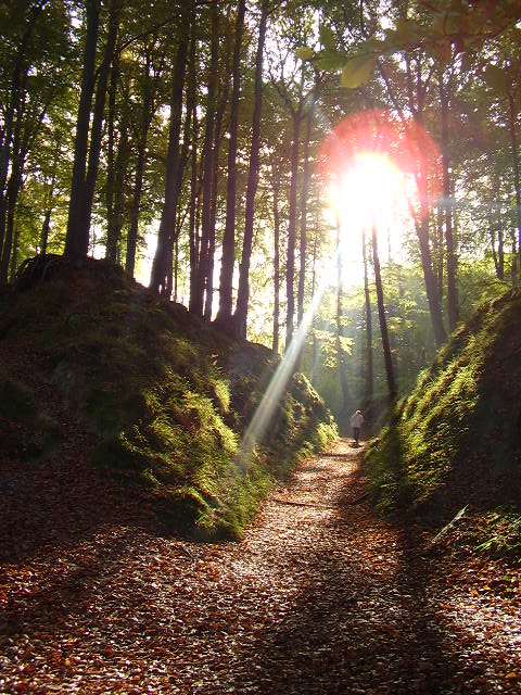 Der Sonne entgegen