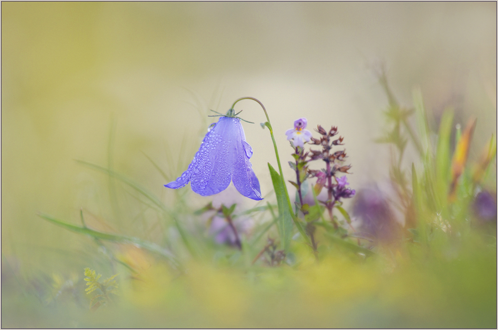 Glockenblumen-Landschaft
