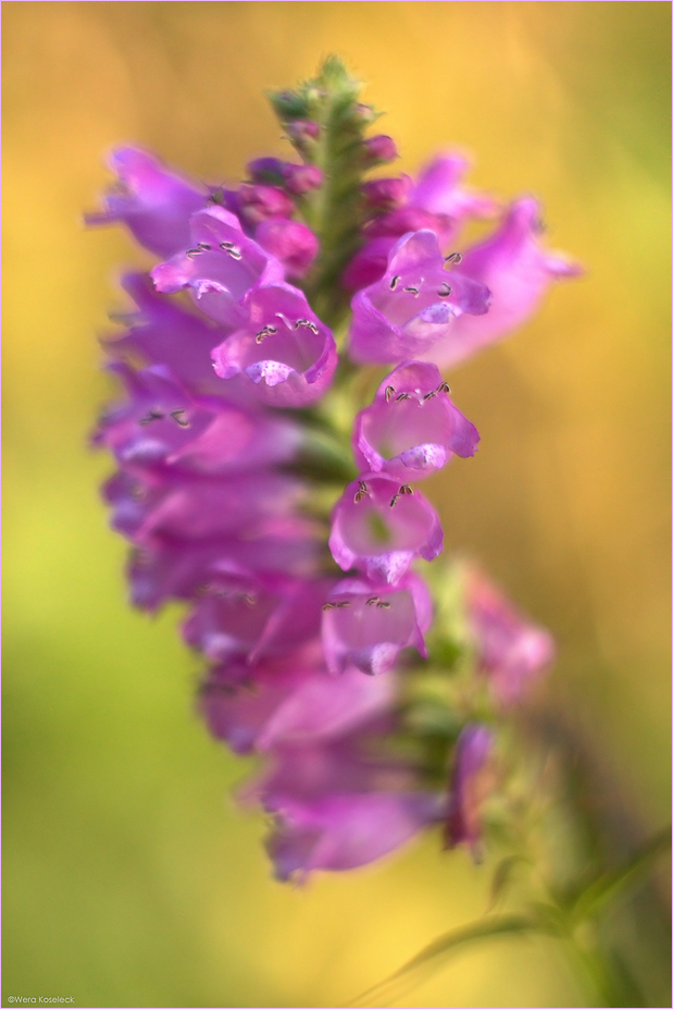 Winkelblume