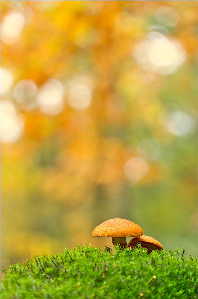 im Herbstwald....