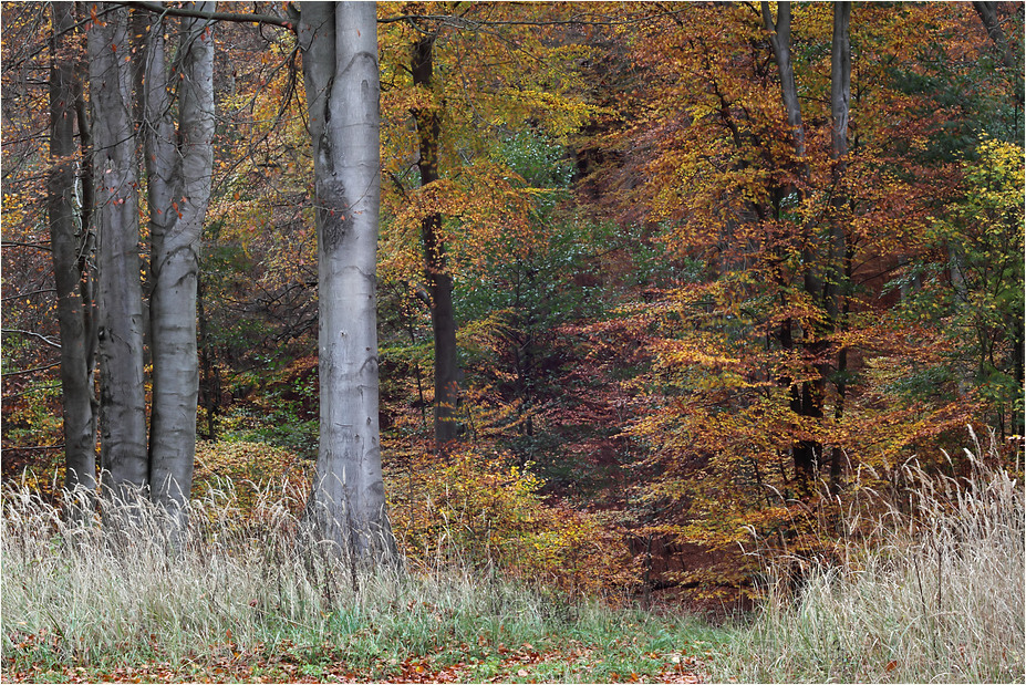 Herbstbuchenwald