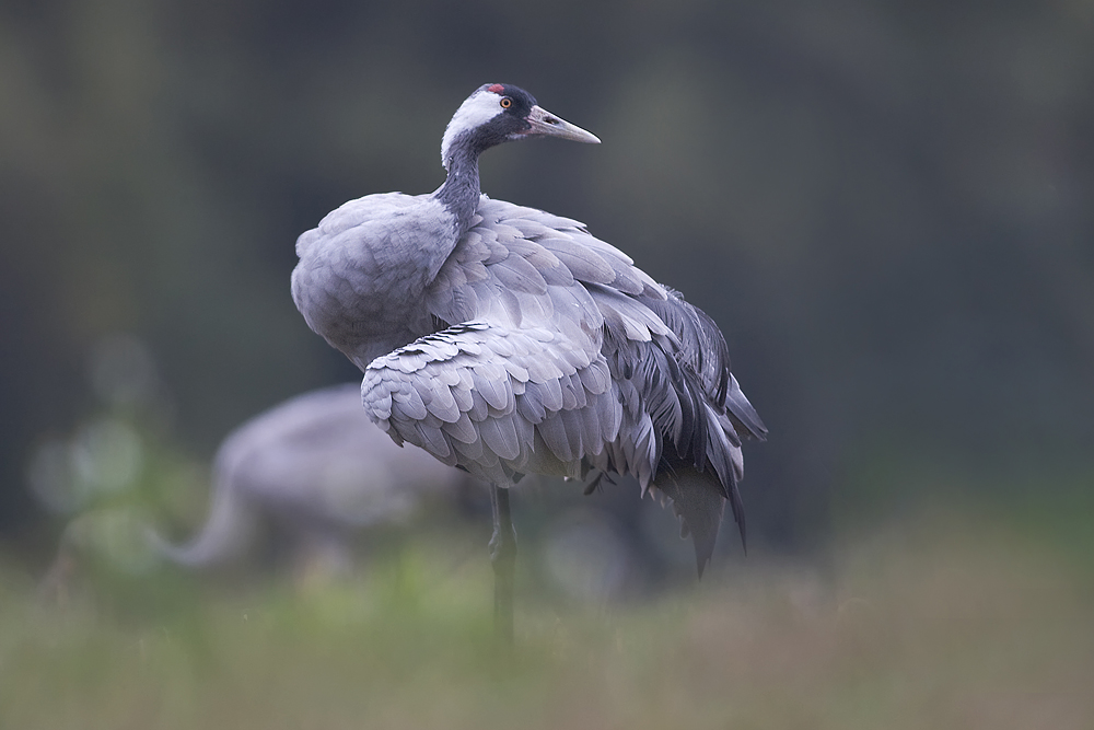 Kraniche Bodennah