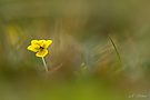 Zwiegespräch einer botanischen K o s t barkeit...