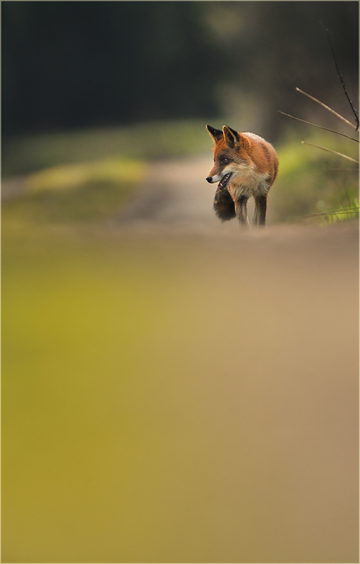 Fuchs "on Tour"