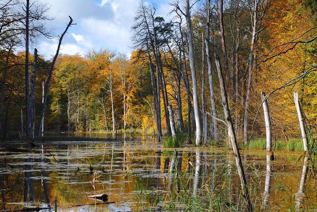 Herbstwildnis