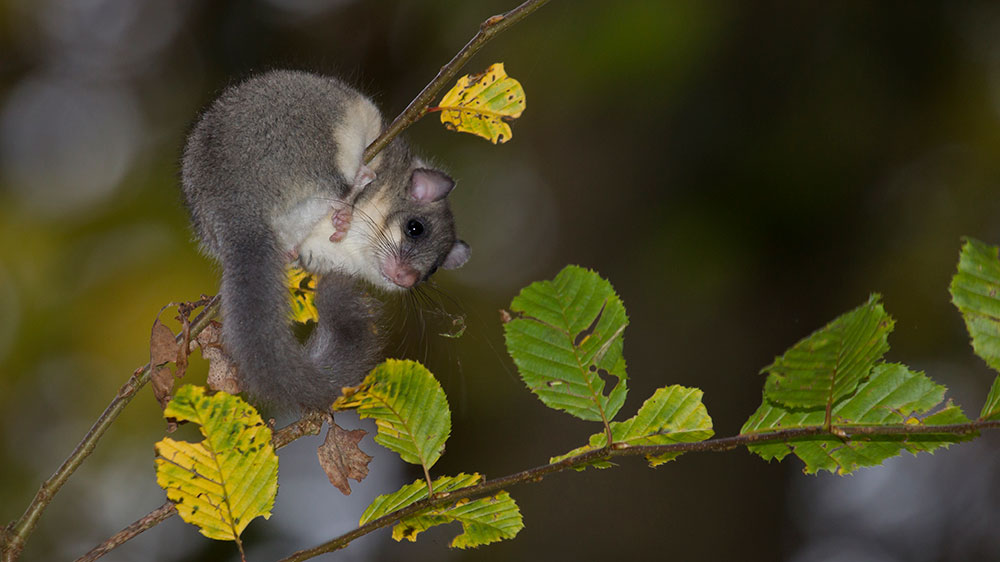 Siebenschläfer / Fat Dormouse