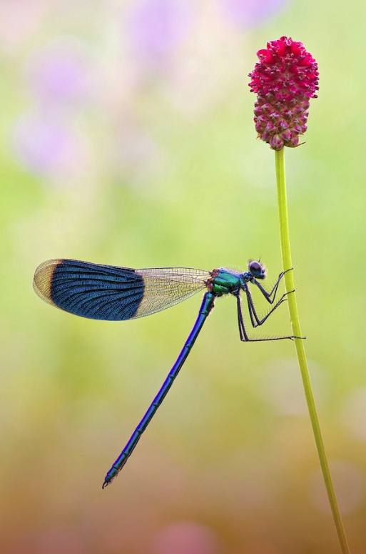 Prachlibelle