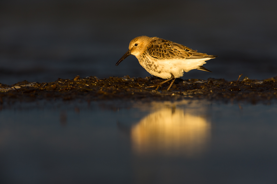 Strandläufer im letzten Licht