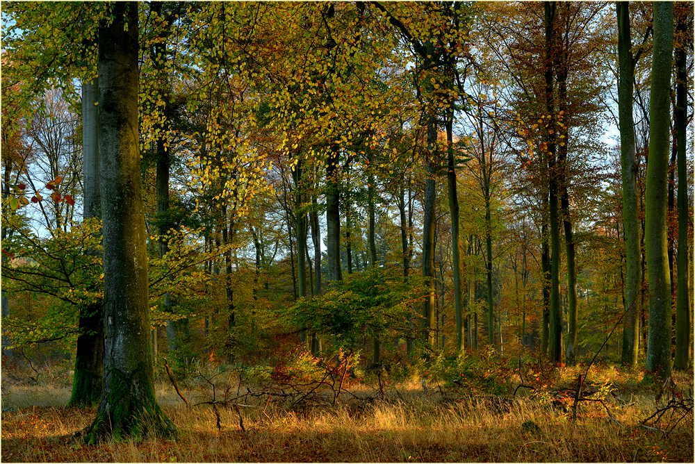 Herbstwald (ohne Nebel und Strahlen)