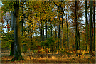 Herbstwald (ohne Nebel und Strahlen)