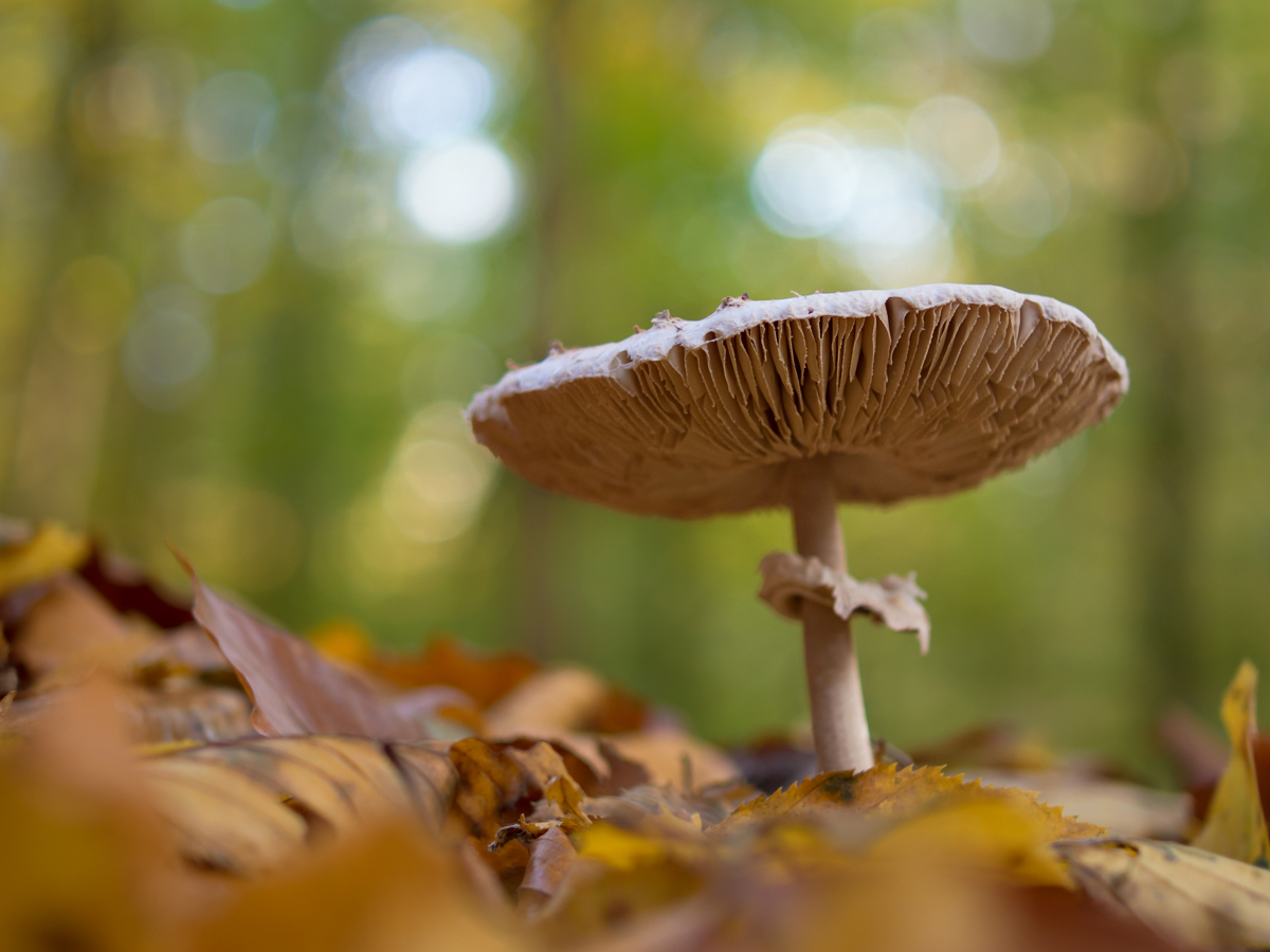 Noch ein Waldpilz