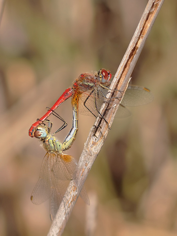 SYMPETRUM FONSCOLOMBII