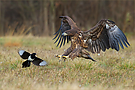 Weg da!