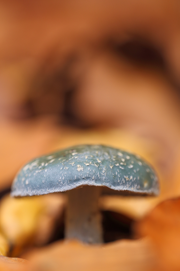 Buchengeist mit blaugrüner Zunge