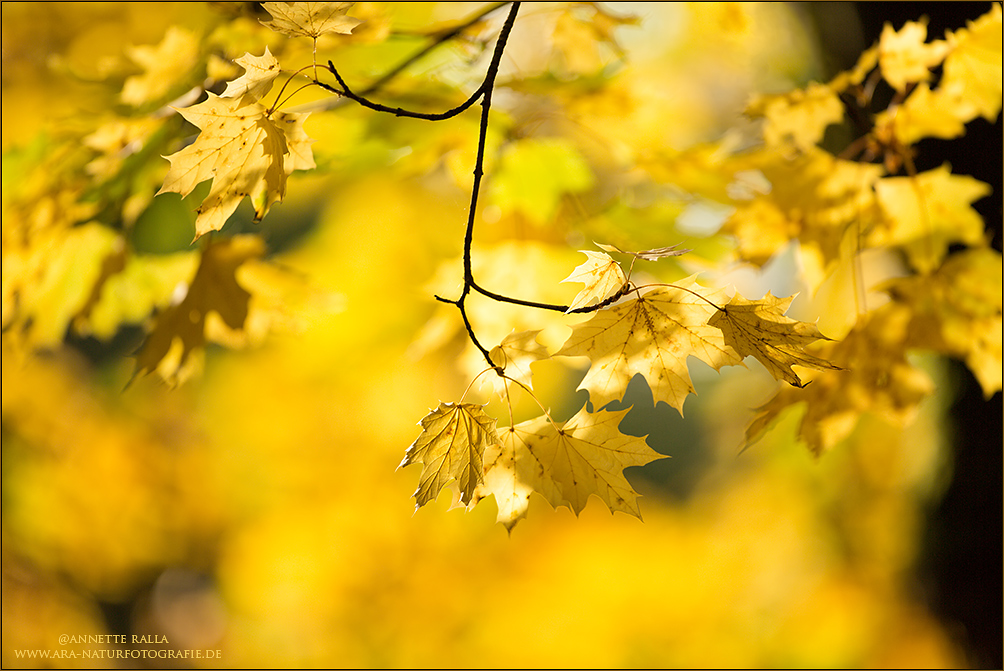 Goldener Oktober