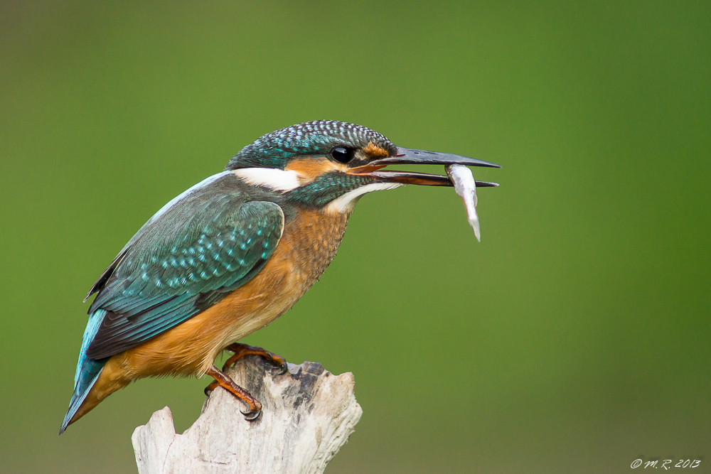 Eisvogel mit Fisch...