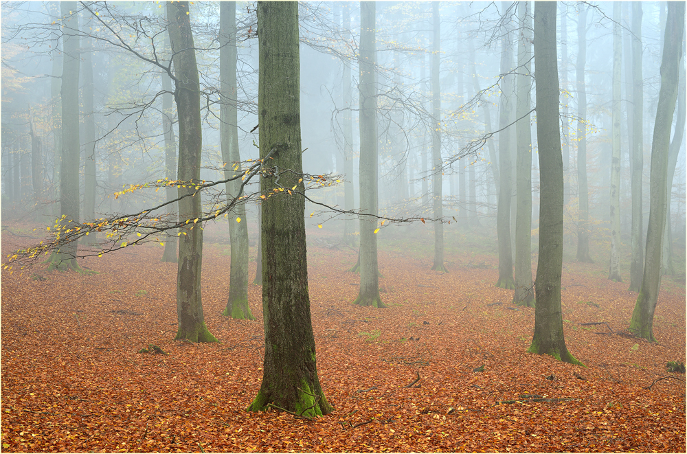 Allerheiligen Wald