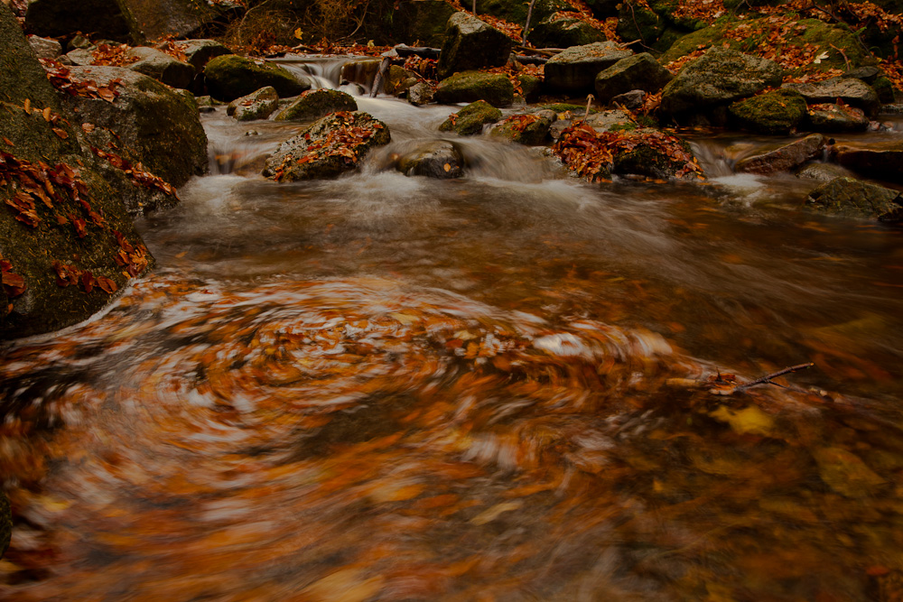 Laub im Fluss