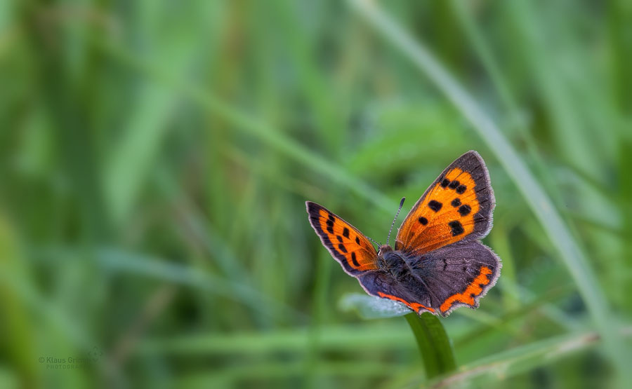 Kleiner Feuerfalter (Lycaena phlaeas)...
