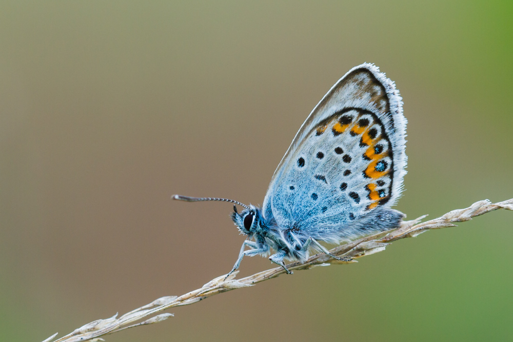 Argus-Bläuling (Plebejus argus)