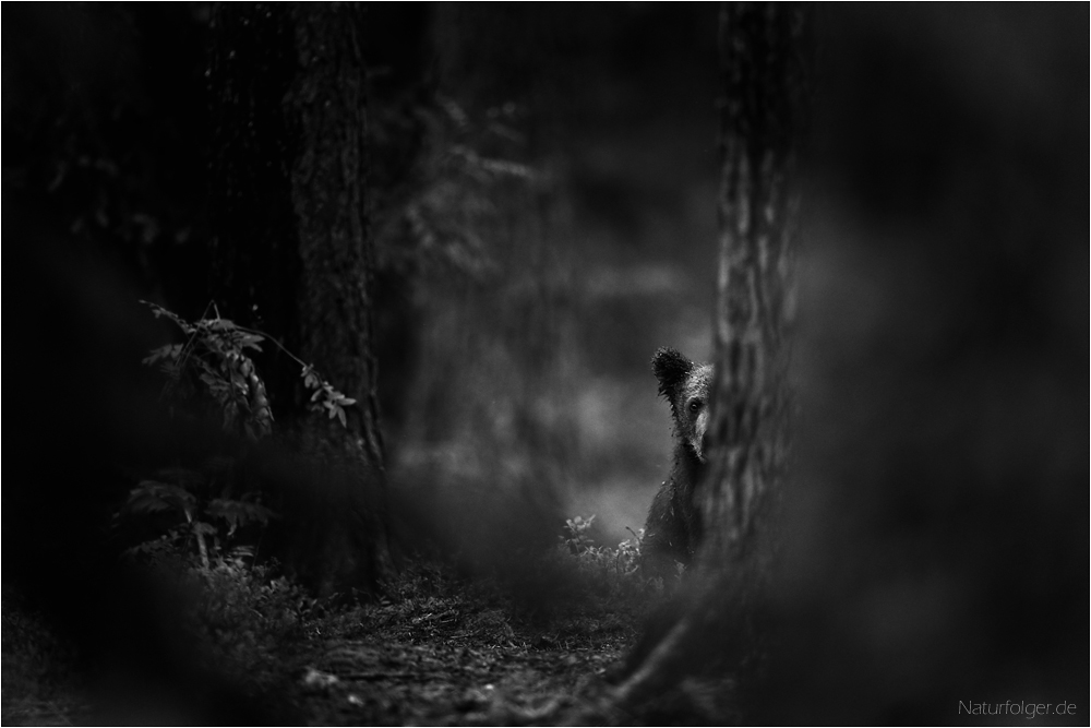 Tief im Wald