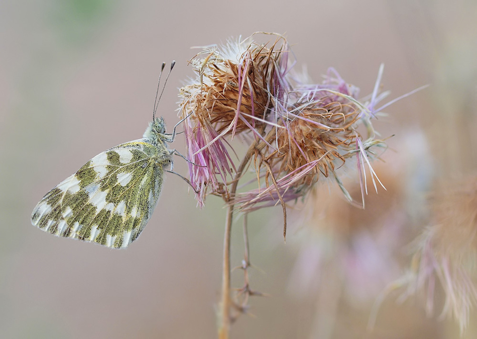 RESEDA AN VERTROCKNETER DISTEL...