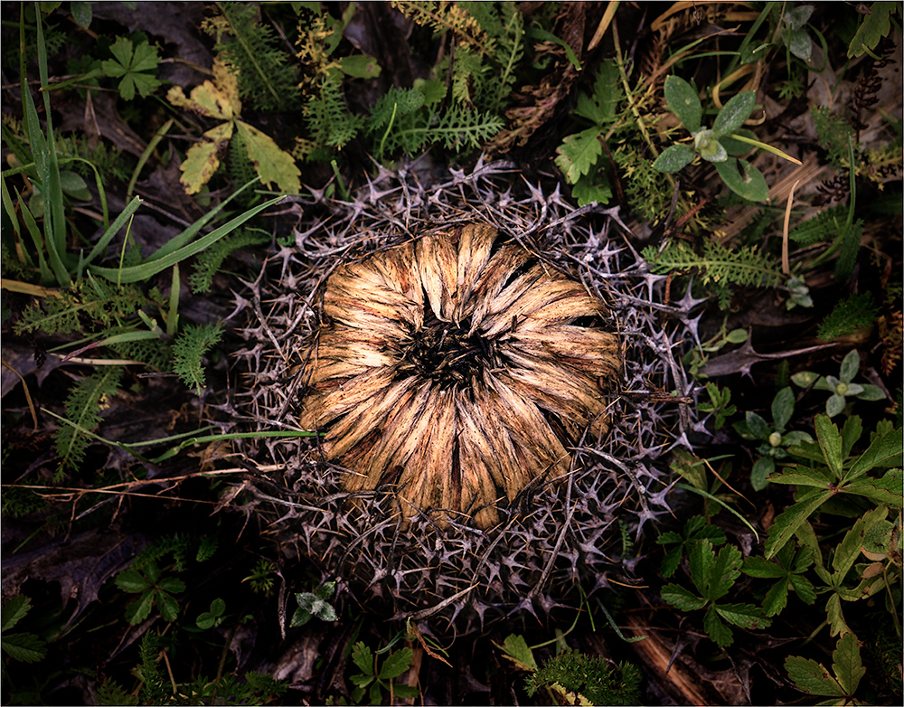 Silberdistel