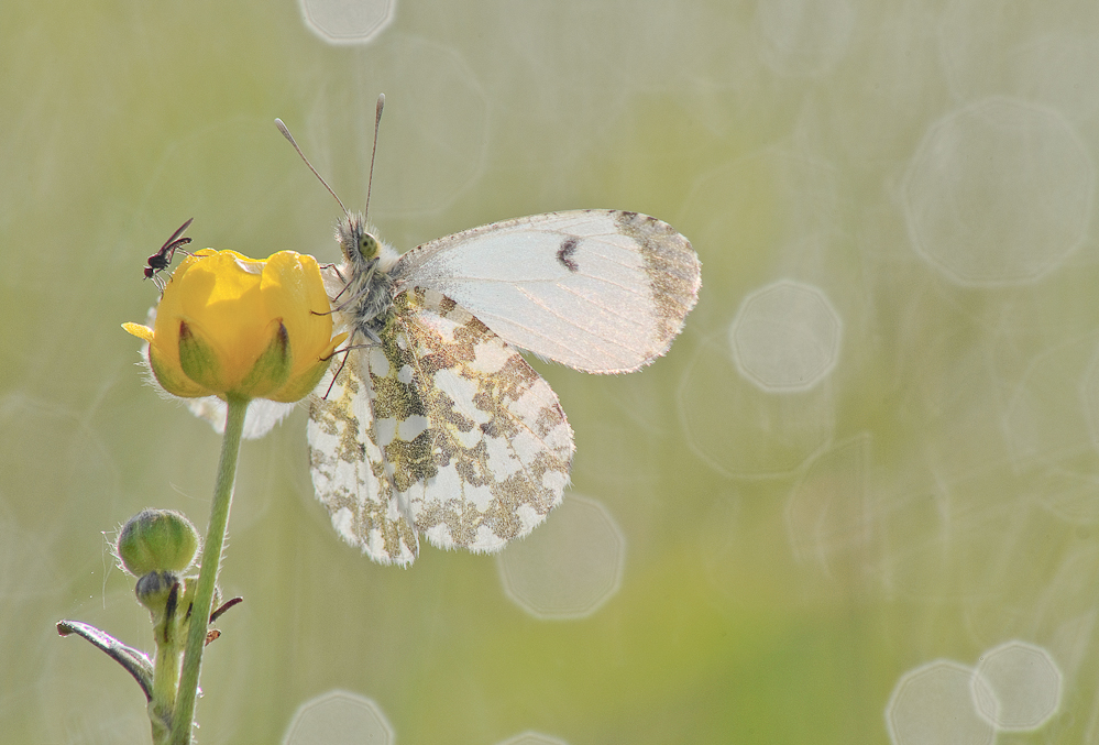 Aurorafalter (Anthocharis cardamines)