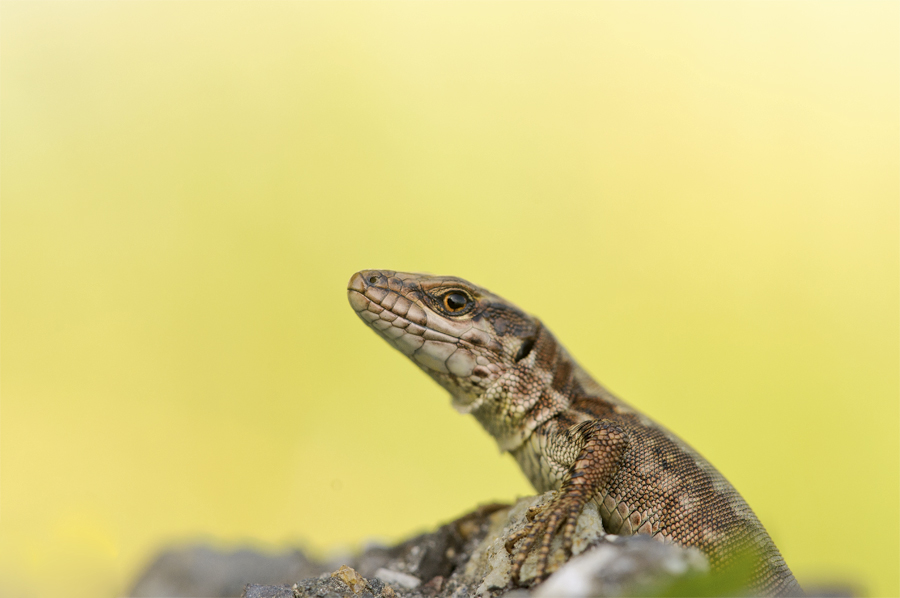 Podarcis muralis