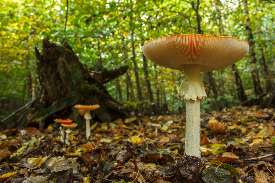 Fliegenpilze im Wald