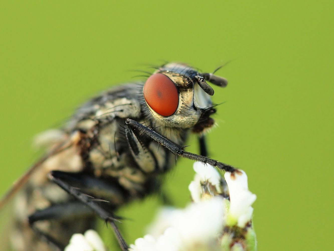 Fliege