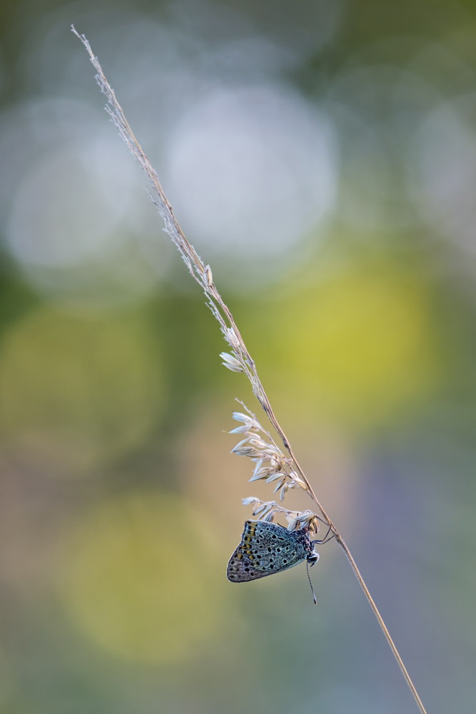 Lycaena tityrus - Brauner Feuerfalter