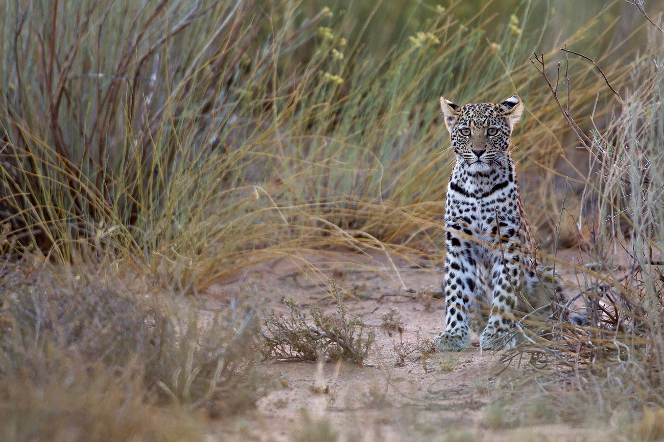 Junger Leopard