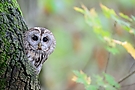 Die Augen des Waldes