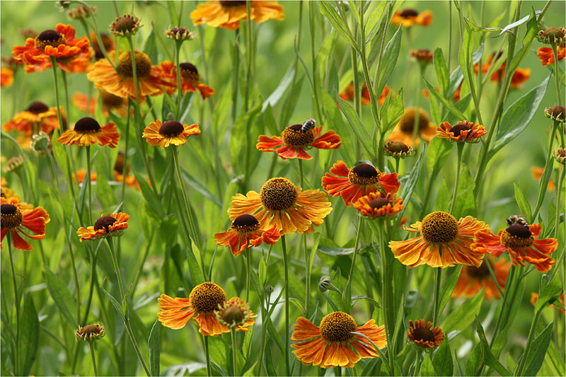 Blumenwiese