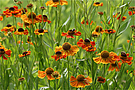 Blumenwiese