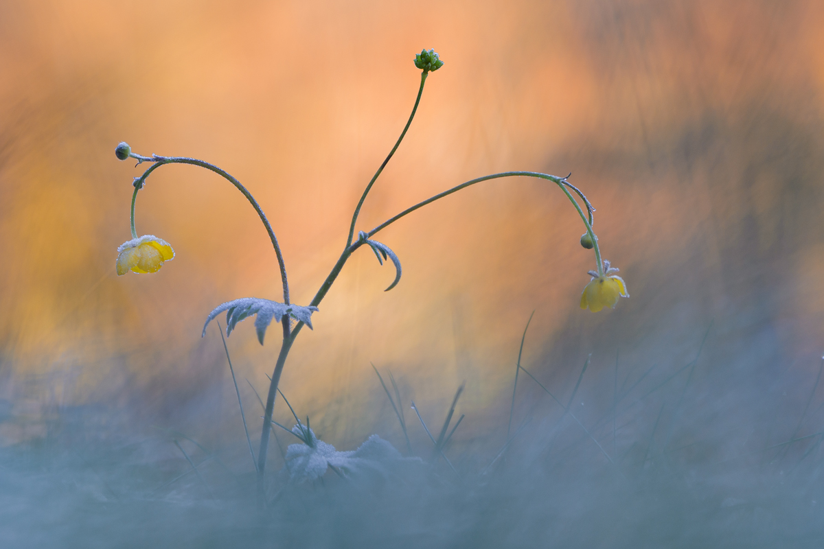 Novemberblümchen