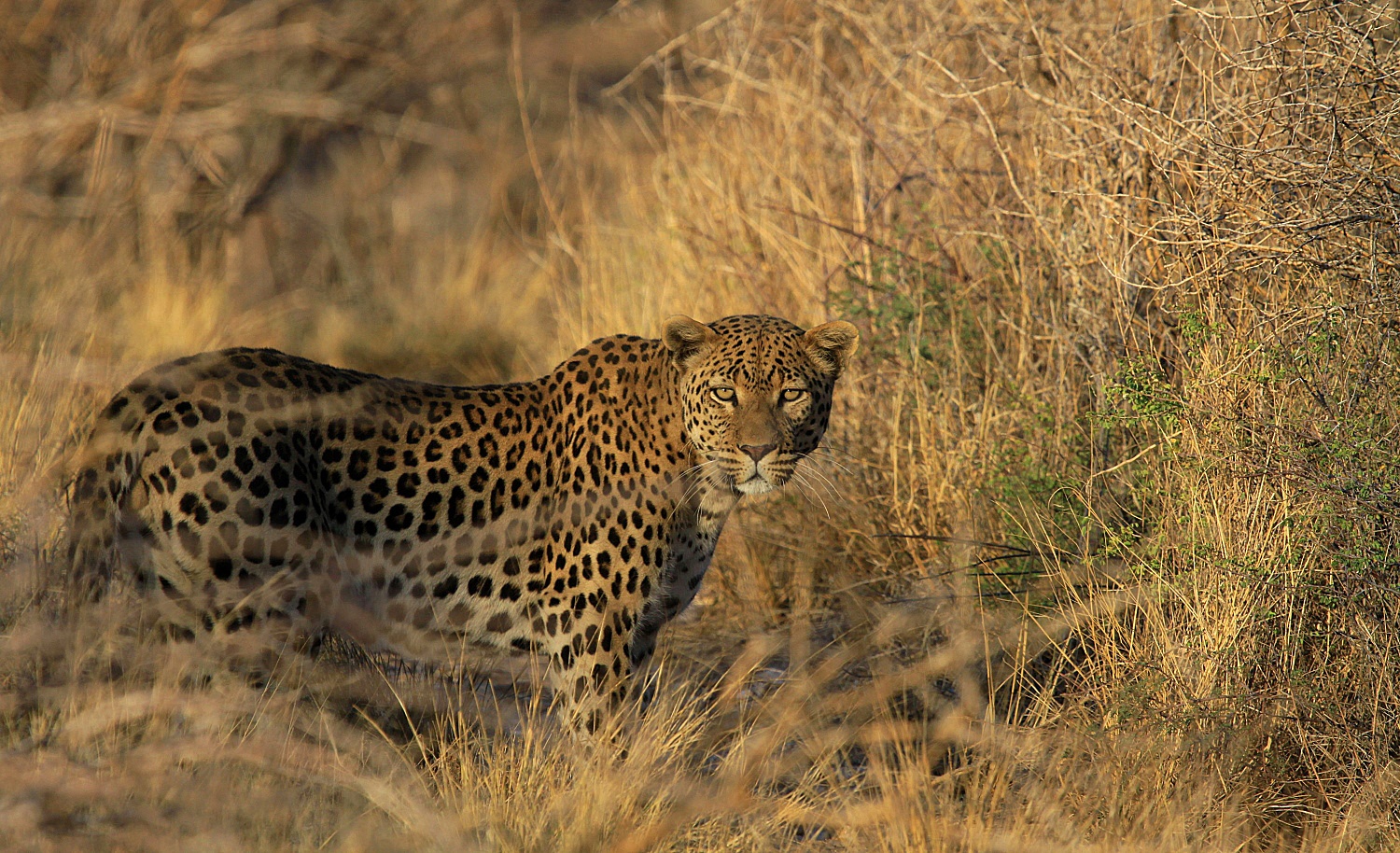 Leopard im hohen Gras