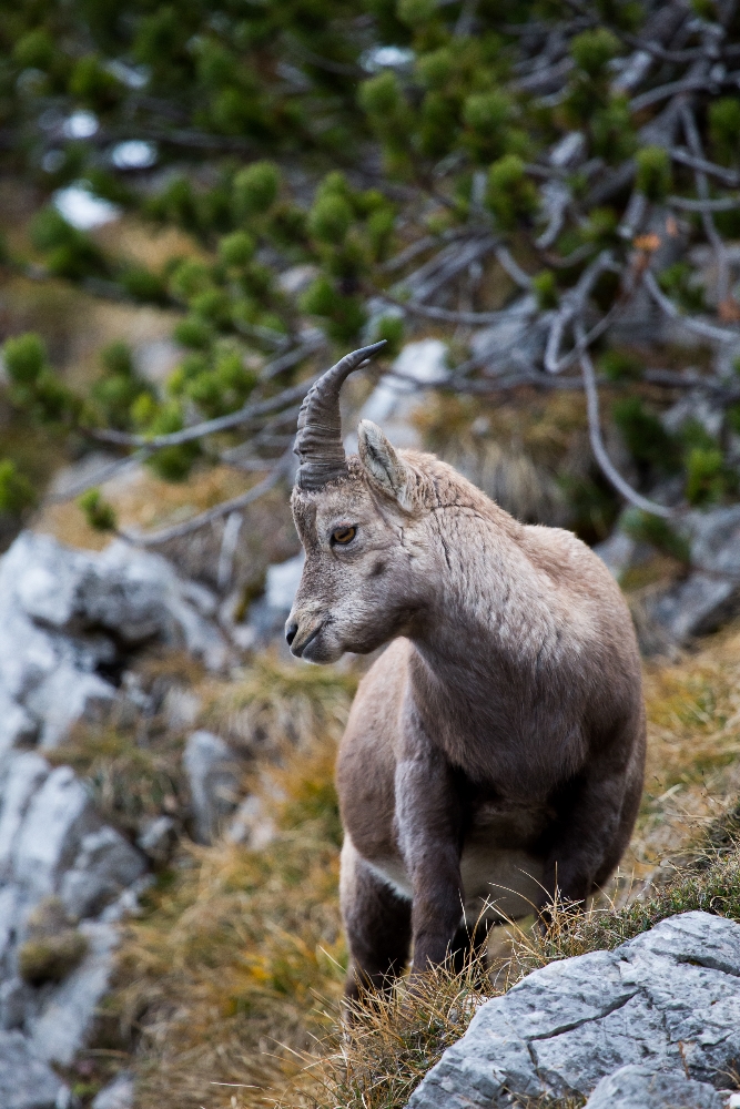 Junger Steinbock