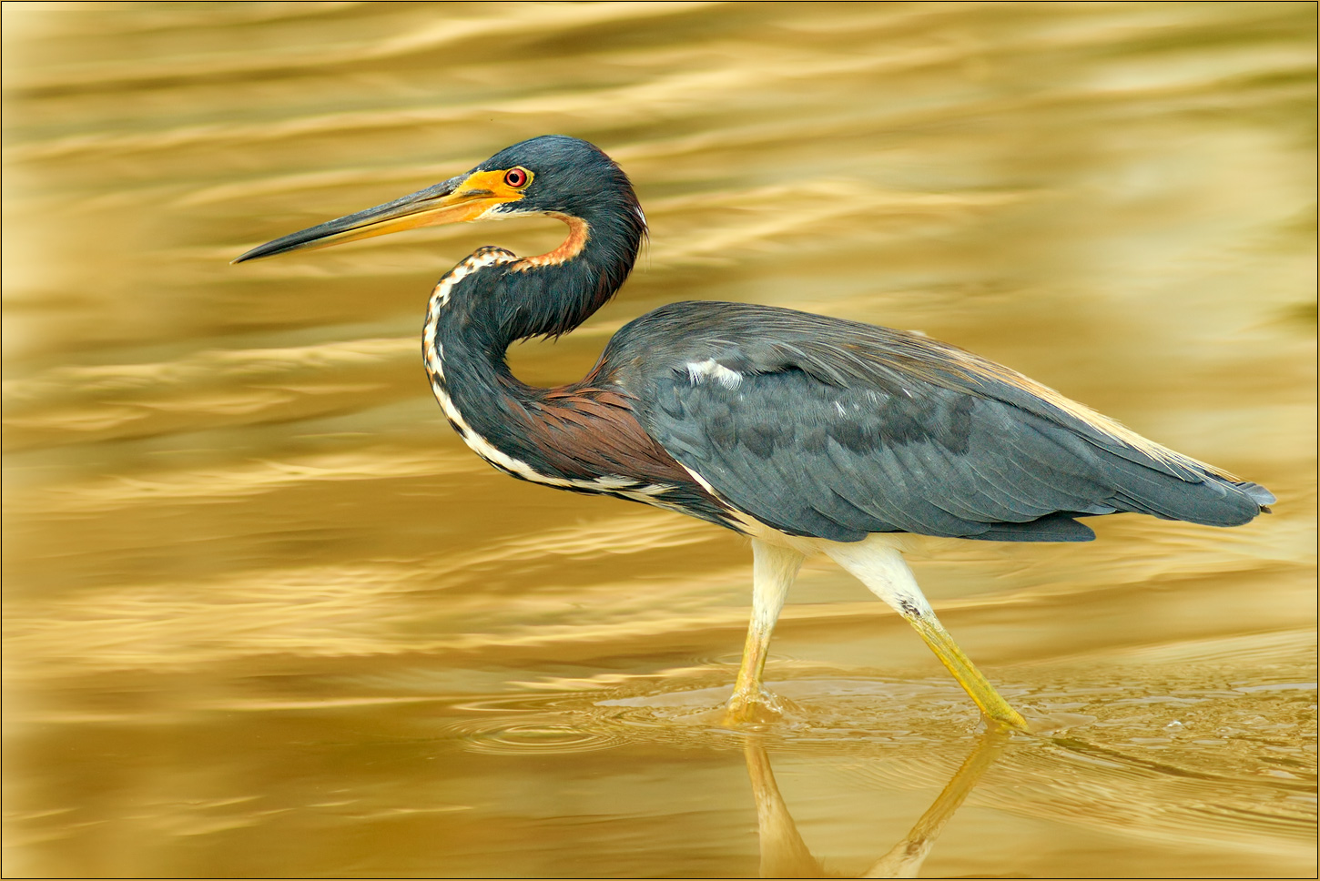 Goldener Dreifarbenreiher