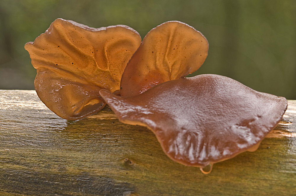 Pilz im Regen