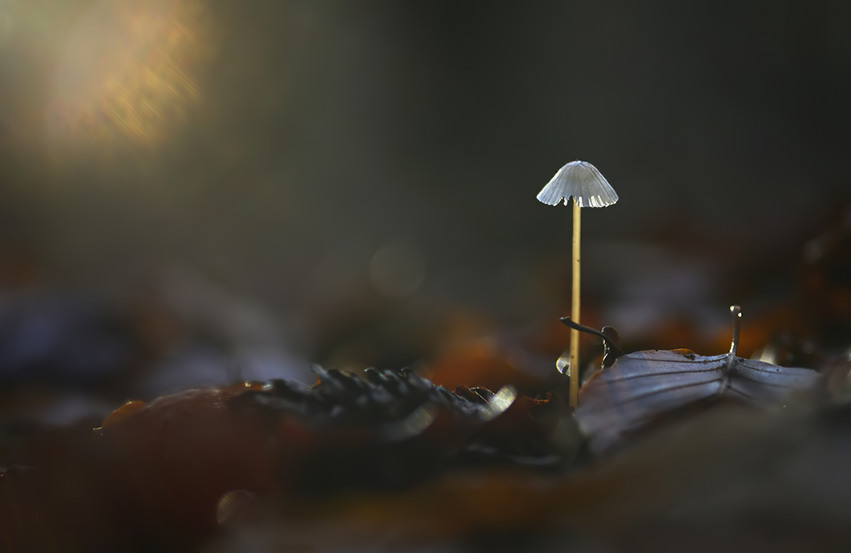 Der Novemberpilz